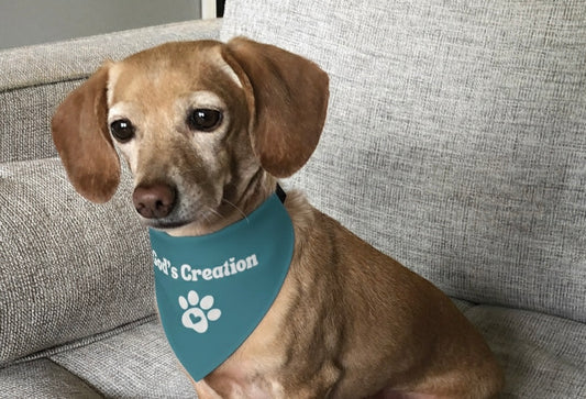 God's Creation Pet bandana collar (SMALL)
