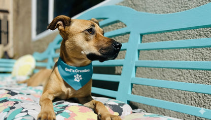 God's Creation Pet bandana collar (Large & X-Large)