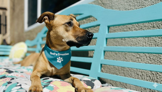 God's Creation Pet bandana collar (MEDIUM)